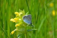 Satyrium pruni