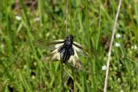 Nemoura cinerea