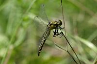 Altica aenescens