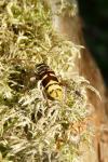 Demetrias imperialis