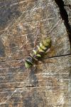 Demetrias imperialis