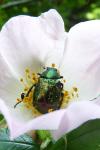 Episyrphus balteatus