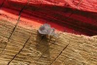 Athous haemorrhoidalis