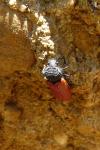 Aulonothroscus brevicollis