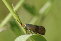 Nemobius sylvestris sylvestris