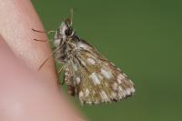 Erebia medusa