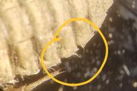 Chalcoscirtus nigritus