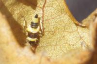 Oxythyrea funesta