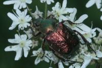 Libellula fulva