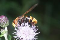 Malacosoma neustria