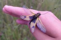 Thanasimus formicarius