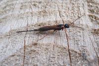 Harpella forficella