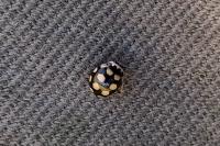 Lasiommata maera