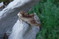 Glaucopsyche alexis