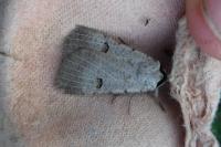 Lasiommata megera