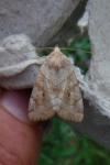 Euplexia lucipara