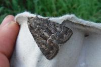 Aplocera plagiata