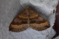 Hydrochus crenatus