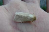 Pseudochorthippus parallelus parallelus