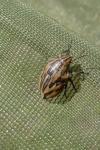 Tytthaspis sedecimpunctata
