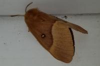 Limenitis camilla