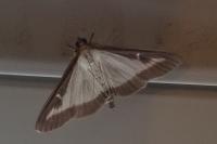 Satyrium pruni