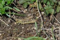 Pachytodes cerambyciformis
