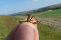 Phalera bucephala