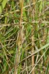 Phalera bucephala