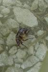 Aeshna grandis