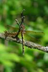 Crocothemis erythraea