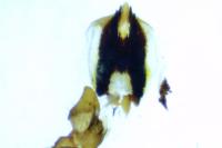 Chorthippus dorsatus dorsatus