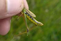 Pseudochorthippus montanus
