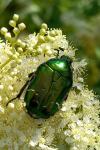 Cetonia aurata