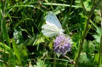 Pieris napi