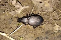 Carabus coriaceus