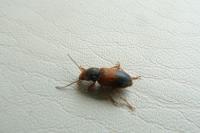 Diachromus germanus
