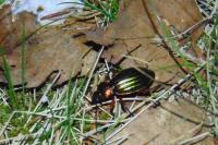Carabus auronitens