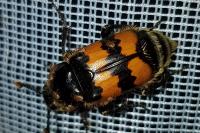 Nicrophorus vespillo