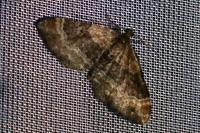 Xanthorhoe spadicearia