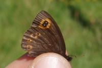 Erebia medusa