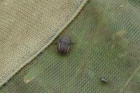 Odontoscelis fuliginosa