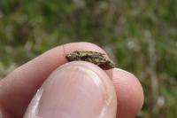Tetrix tenuicornis