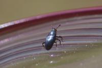 Aulacobaris coerulescens