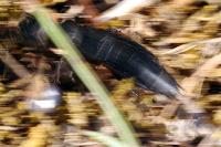 Ocypus olens