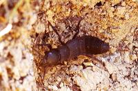 Ocypus olens
