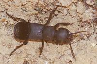 Ocypus olens