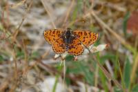 Argyrotaenia ljungiana