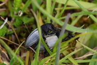 Araschnia levana