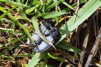 Araschnia levana